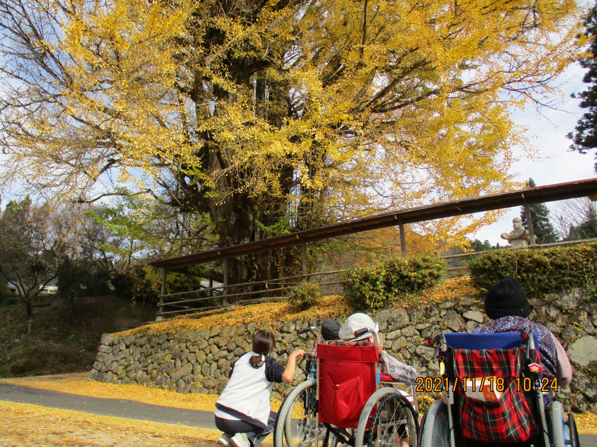 秋の黄色く染まった木の下で、入居者が車椅子で過ごす施設の庭園